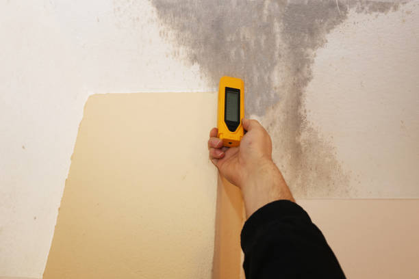 Professional Mold Removal in The Hills, TX