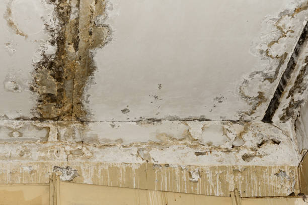 Mold Exposure & Symptoms