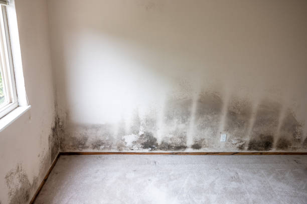 Environmental Consulting for Mold Prevention in The Hills, TX